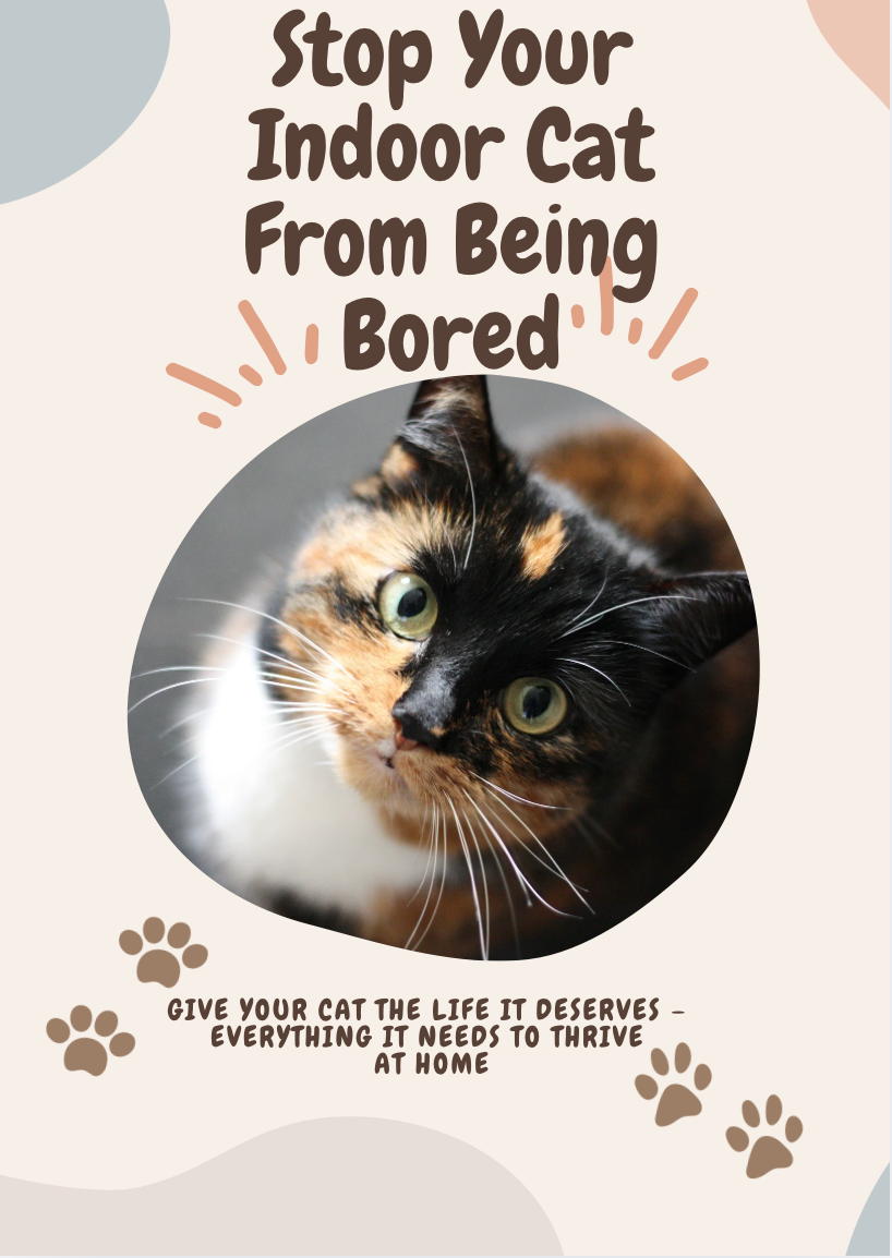 Stop Your Indoor Cat From Being Bored